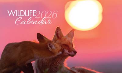 Free 2026 Canadian Wildlife Calendar