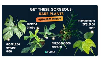 Free Rare Plant